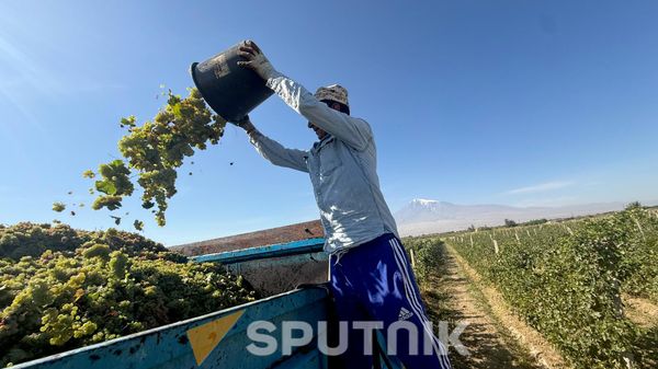 Խաղողի բերքահավաք Արարատի մարզում - Sputnik Արմենիա