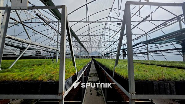 Մարգահովիտի տնկարանը - Sputnik Արմենիա