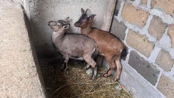 Во дворе дома одного из граждан были обнаружены и изъяты две особи безоаровой козы, занесенной в Красную книгу - Sputnik Армения