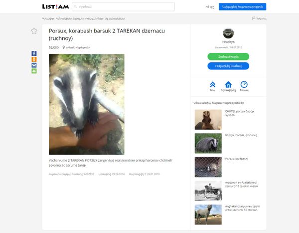 Объявление о продаже барсука в лист.эйэм - Sputnik Армения