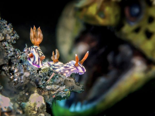 Снимок ROAR малазийского фотографа Man BD, победивший в категории Up & Coming конкурса подводной фотографии 2018 Underwater Photographer of the Year - Sputnik Армения