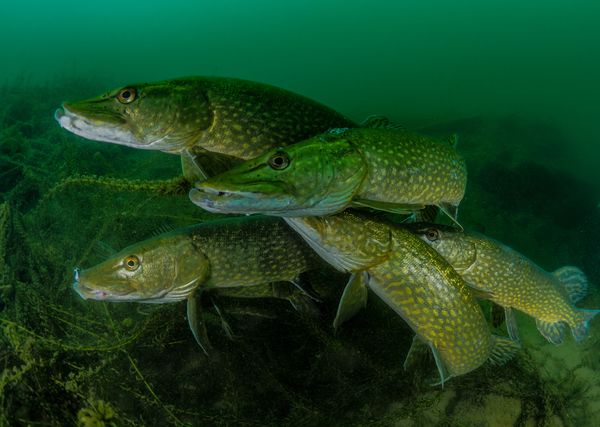 Британец Tony Stephenson, отмеченный как самый перспективный фотограф за снимок How many pike? в категории British Waters конкурса подводной фотографии 2018 Underwater Photographer of the Year - Sputnik Армения