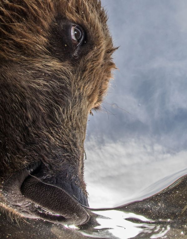 Снимок The Nose российского фотографа Mike Korostelev, занявший 2-е место в категории Portrait конкурса подводной фотографии 2018 Underwater Photographer of the Year - Sputnik Армения