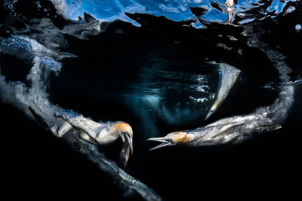 Снимок Gannets feeding французского фотографа Greg Lecoeur, занявший 3-е место в категории Behaviour конкурса подводной фотографии 2018 Underwater Photographer of the Year - Sputnik Армения