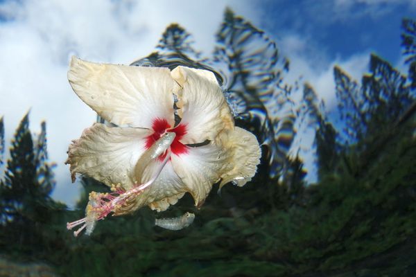 Снимок Flower power новокаледонского фотографа Jack Berthomier, занявший 2-е место в категории Compact в конкурсе подводной фотографии 2018 Underwater Photographer of the Year - Sputnik Армения
