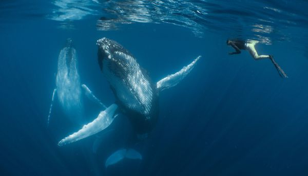Снимок Dancing with the giants новозеландского фотографа Simone Matucci, занявший первое место в категории Compact конкурса подводной фотографии 2018 Underwater Photographer of the Year - Sputnik Армения