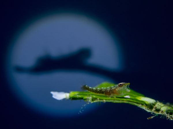 Снимок The Shadow малазийского фотографа Kenji Cheow, занявший третье место в категории Macro в конкурсе подводной фотографии 2018 Underwater Photographer of the Year - Sputnik Армения
