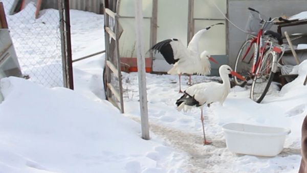 Пенсионер из Воронежской области приютил двух спасенных аистов - Sputnik Արմենիա