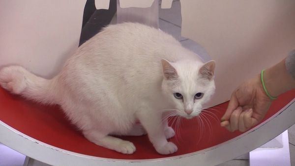 Кот Ахилл из Эрмитажа готовится предсказывать результаты ЧМ-2018 Кот Ахилл из Эрмитажа готовится предсказывать результаты ЧМ-2018 - Sputnik Армения
