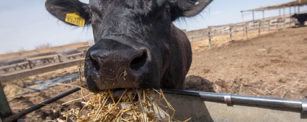 Коровы породы Абердин-Ангус - Sputnik Արմենիա