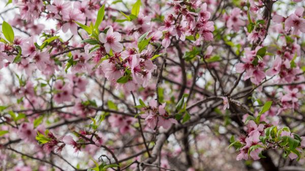 Весна в Ереване - Sputnik Армения