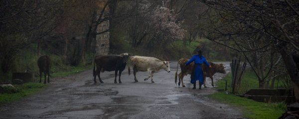 Сельские будни, Ехегис, Вайоц Дзор Сельские будни, Ехегис, Вайоц Дзор - Sputnik Արմենիա