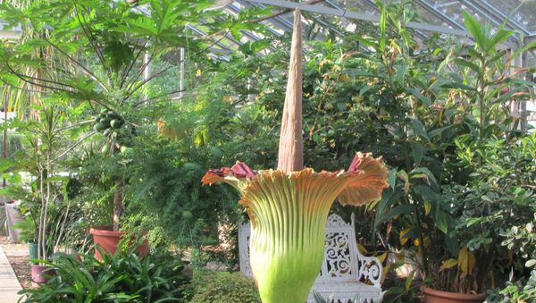 трупный цветок Titan Arum Amorphophallus titanum - Sputnik Արմենիա