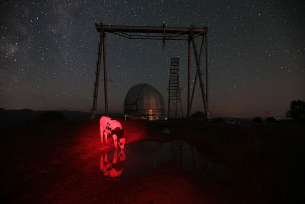 Снимок Красная корова фотографа Марии Плотниковой из России, вошедший в шорт-лист лауреатов конкурса им. Андрея Стенина - Sputnik Армения