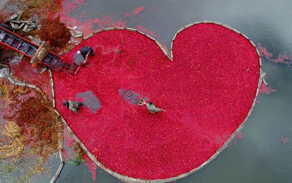 Фотография Клюквенное сердце (Cranberry heart) Сергея Гапона (Беларусь). Моя Планета, одиночные фотографии. Фотография Клюквенное сердце (Cranberry heart) Сергея Гапона (Беларусь). Моя Планета, одиночные фотографии. - Sputnik Армения