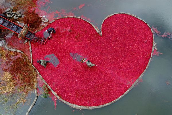 Фотография Клюквенное сердце (Cranberry heart) Сергея Гапона (Беларусь). Моя Планета, одиночные фотографии. - Sputnik Армения
