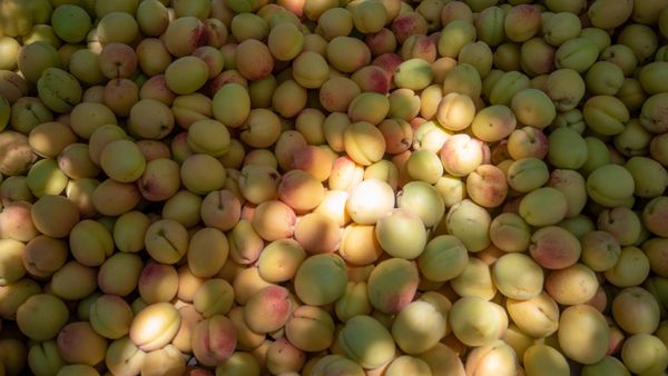 Сбор абрикосов в селе Айгезард, Араратская область Сбор абрикосов в селе Айгезард, Араратская область - Sputnik Արմենիա