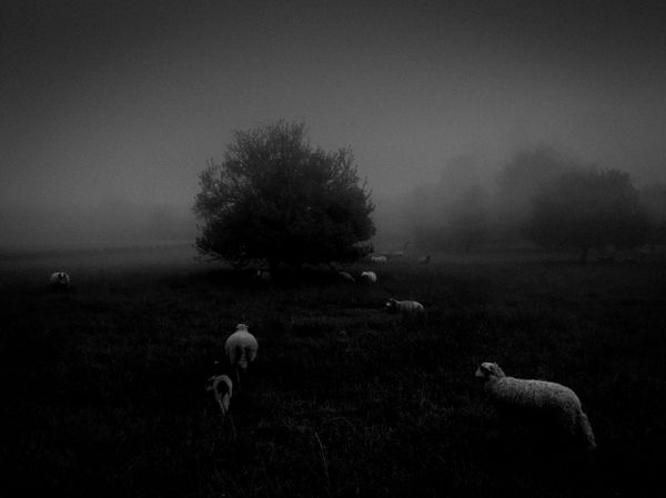 Работа фотографа Sukru Mehmet Omur Morning Fog, занявшая первое место в номинации Природа фотоконкурса 2018 iPhone Photography Awards - Sputnik Армения