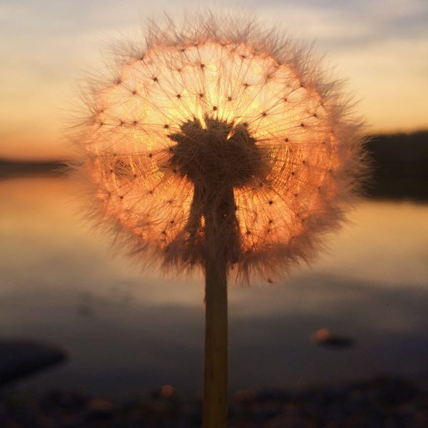 Работа фотографа Sara Ronkainen Dandelion sunset, занявшая первое место в номинации Закат фотоконкурса 2018 iPhone Photography Awards - Sputnik Армения