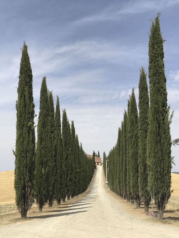 Работа фотографа Lidia Muntean Road of Tuscany, занявшая первое место в номинации Деревья в фотоконкурсе 2018 iPhone Photography Awards - Sputnik Армения