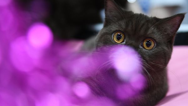 Кошка породы британская на международной выставке «Жемчужное шоу кошек» в конгрессно-выставочном центре Сокольники. - Sputnik Армения