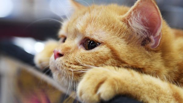 Кошка породы британская на международной выставке «Жемчужное шоу кошек» в конгрессно-выставочном центре Сокольники - Sputnik Армения