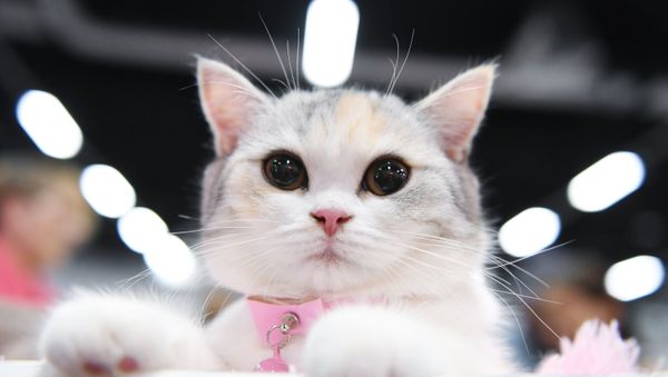 Кошка породы британская на международной выставке «Жемчужное шоу кошек» в конгрессно-выставочном центре Сокольники - Sputnik Армения