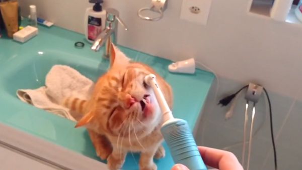 Зубная щетка вместо валерьянки - Sputnik Армения