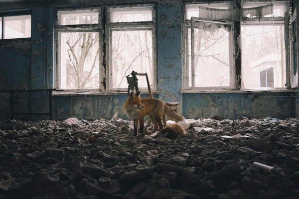 Снимок School visit английского фотографа Adrian Bliss из списка Highly commended в категории Urban Wildlife фотоконкурса 2018 Wildlife Photographer of the Year - Sputnik Армения
