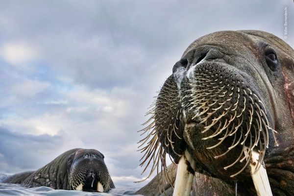 Снимок Mister Whiskers итальянского фотографа Valter Bernardeschi из списка Highly commended в категории Animal Portraits фотоконкурса 2018 Wildlife Photographer of the Year - Sputnik Армения