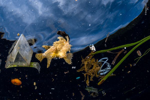 Снимок Life among litter французского фотографа Greg Lecoeur из списка Highly commended в категории Wildlife Photojournalist Award: Single Image фотоконкурса 2018 Wildlife Photographer of the Year - Sputnik Армения