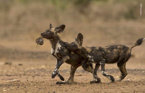 Снимок Ahead in the game английского фотографа Nicholas Dyer из списка Highly commended в категории Behaviour: Mammals  фотоконкурса 2018 Wildlife Photographer of the Year - Sputnik Армения
