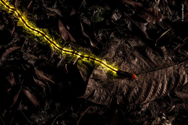 Снимок Trailblazer австрийского фотографа Christian Wappl из списка Highly commended в категории Behaviour: Invertebrates фотоконкурса 2018 Wildlife Photographer of the Year - Sputnik Армения