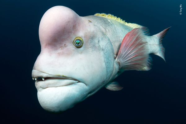 Снимок Looking for love американского фотографа Tony Wu из списка Highly commended в категории Animal Portraits фотоконкурса 2018 Wildlife Photographer of the Year - Sputnik Армения