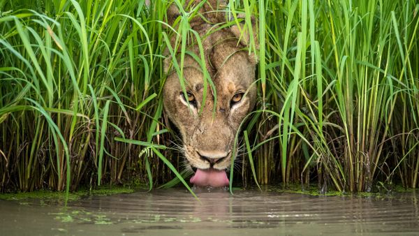 Снимок Cool cat южноафриканского фотографа Isak Pretorius из списка Highly commended в категории Animal Portraits фотоконкурса 2018 Wildlife Photographer of the Year - Sputnik Армения