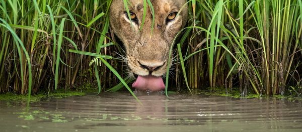 Снимок Cool cat южноафриканского фотографа Isak Pretorius из списка Highly commended в категории Animal Portraits фотоконкурса 2018 Wildlife Photographer of the Year - Sputnik Армения