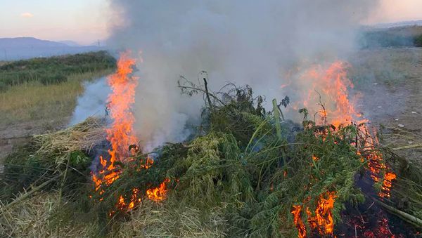 Борьба с незаконным оборотом наркотических средств вблизи государственной границы РА - Sputnik Армения