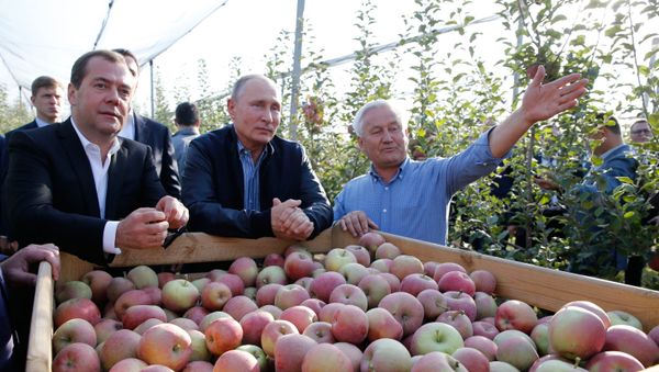Президент и председатель правительства России Владимир Путин и Дмитрий Медведев во время осмотра яблоневых садов в Ставропольском крае (9 октября 2018). Георгиевский район - Sputnik Армения