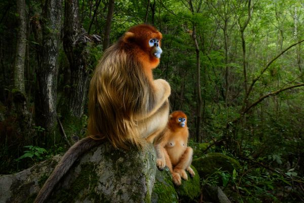 Снимок The golden couple голландского фотографа Marsel van Oosten, победивший в фотоконкурсе 2018 Wildlife Photographer of the Year - Sputnik Արմենիա