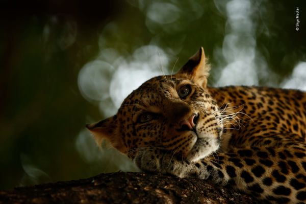 Снимок Lounging leopard южноафриканского фотографа Skye Meaker, победивший в категории 15-17 Years Old фотоконкурса 2018 Wildlife Photographer of the Year - Sputnik Արմենիա
