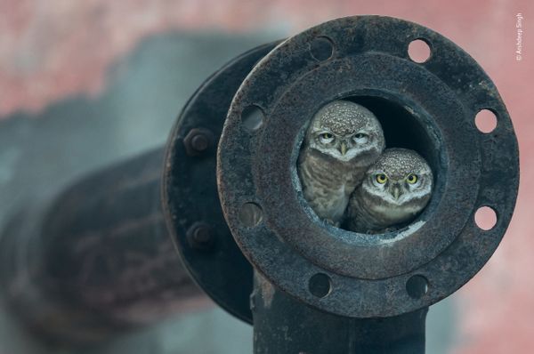 Снимок Pipe owls индийского фотографа Arshdeep Singh, победивший в категории 10 Years and Under фотоконкурса 2018 Wildlife Photographer of the Year - Sputnik Արմենիա
