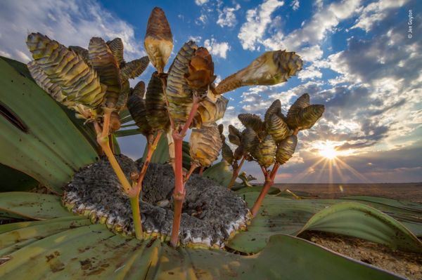 Снимок Desert relic немецко-американского фотографа Jen Guyton, победивший в категории Plants and Fungi фотоконкурса 2018 Wildlife Photographer of the Year - Sputnik Արմենիա