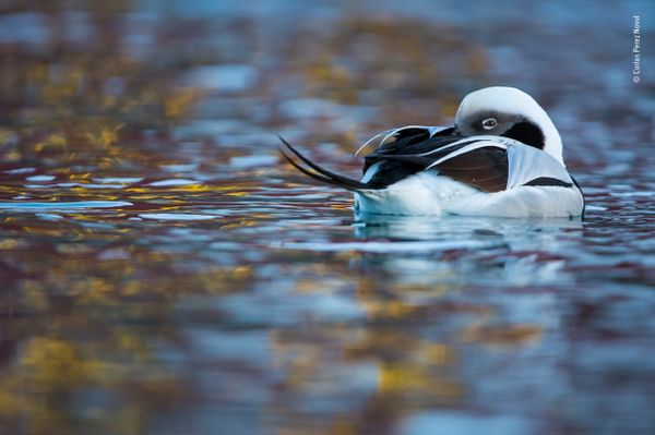Снимок Duck of dreams испанского фотографа Carlos Perez Naval, победивший в категории 11-14 Years Old фотоконкурса 2018 Wildlife Photographer of the Year - Sputnik Արմենիա