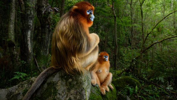 Снимок The golden couple голландского фотографа Marsel van Oosten, победивший в фотоконкурсе 2018 Wildlife Photographer of the Year - Sputnik Армения