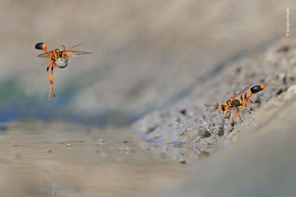 Снимок Mud-rolling mud-dauber  австралийского фотографа Georgina Steytler, победивший в категории Behaviour: Invertebrates фотоконкурса 2018 Wildlife Photographer of the Year - Sputnik Армения