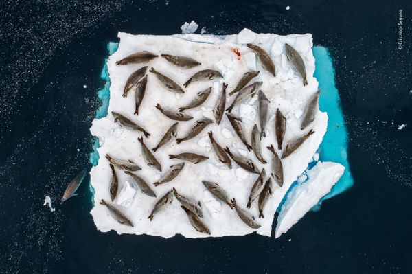 Снимок Bed of seals испанского фотографа Cristobal Serrano, победивший в категории Animals in their environment фотоконкурса 2018 Wildlife Photographer of the Year - Sputnik Армения