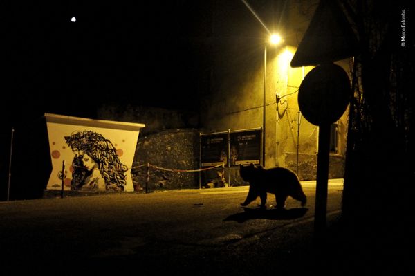 Снимок Crossing paths итальянского фотографа Marco Colombo, победивший в категории Urban Wildlife фотоконкурса 2018 Wildlife Photographer of the Year - Sputnik Армения