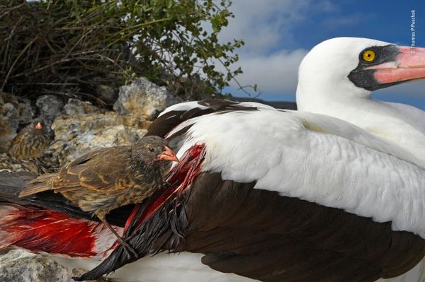 Снимок Blood thirsty немецко-африканского фотографа Thomas P Peschak, победивший в категории Behaviour: Birds фотоконкурса 2018 Wildlife Photographer of the Year - Sputnik Армения