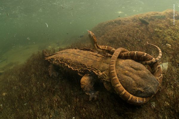 Снимок Hellbent американского фотографа David Herasimtschuk, победивший в категории Behaviour: Amphibians and Reptiles фотоконкурса 2018 Wildlife Photographer of the Year - Sputnik Армения