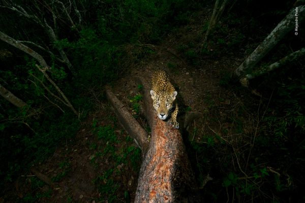 Снимок Signature tree мексиканского фотографа Alejandro Prieto, победивший в категории Wildlife Photojournalist Award: Story фотоконкурса 2018 Wildlife Photographer of the Year - Sputnik Армения